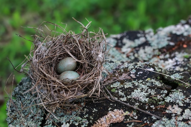 Vogelnest in der Natur