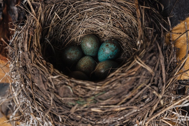 Vogelnest mit grünen Eiern im Inneren. Der Vogel baute ein Nest im Holzschuppen.