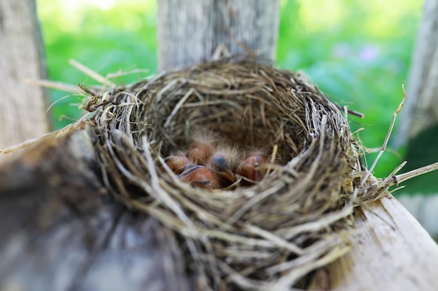 Vogelnest mit Nachwuchs im Frühsommer Eier und Küken eines kleinen Vogels Star füttert die Küken