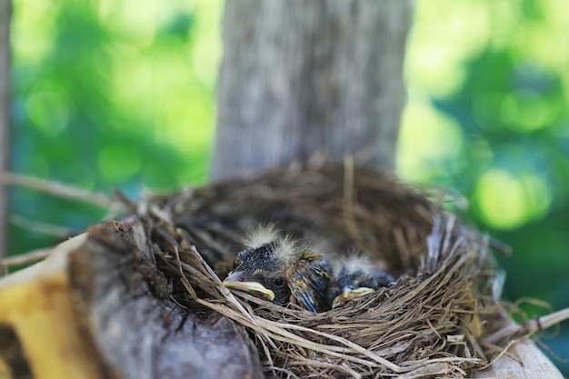 Foto vogelnest mit vogel im frühsommer eier und küken eines kleinen vogels starling füttert die küken