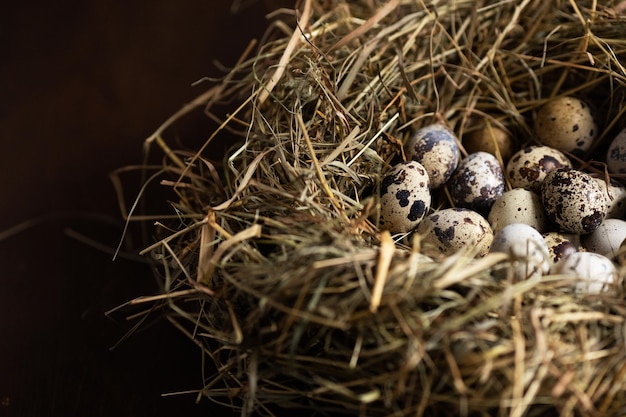 Vogelnest mit Wachteleiern Osterkonzept