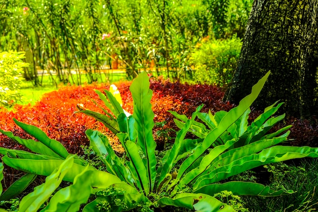 Vogelnestfarn Asplenium nidus und tropische Pflanze im Garten