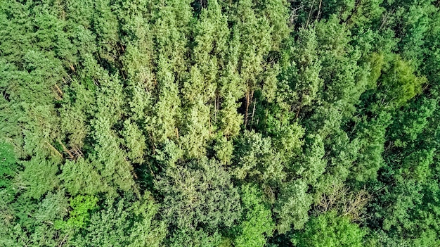 Vogelperspektive Antenne Draufsicht auf wilde Waldgebiet grüne Bäume von oben Kiefernwald Hintergrund