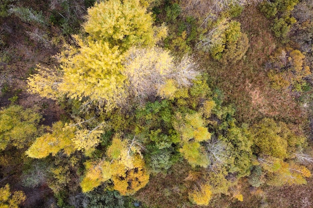 Vogelperspektive der herbstlichen Waldlandschaft mit buntem gelbem Laub der Spitzenbäume