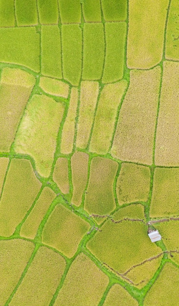 Vogelperspektive des grünen und gelben Reisfeldlandschaftsunterschiedlichen Musters am Morgen im Nordthailand