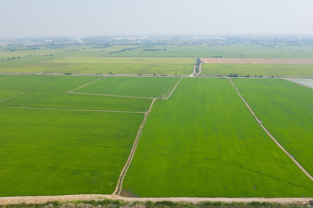 Vogelperspektive vom Fliegenbrummen des Feldreises mit Landschaft