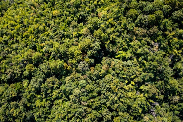 Vogelperspektive Waldbaum, im Regenwald-Ökosystem und gesundes Umweltkonzept und -hintergrund, Beschaffenheit der grünen Baumwaldansicht von der Drohnenfotografie