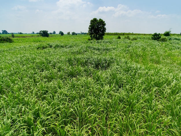 Vogelperspektive-Zuckerrohrplantagen-Draufsicht Naturhintergrund.