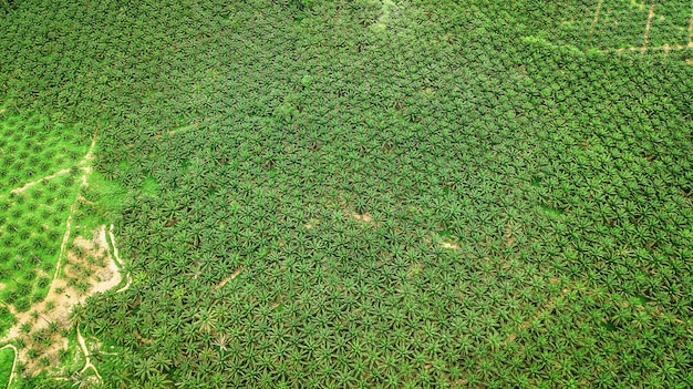 Vogelperspektivelandschaft der Palme in Krabi Thailand