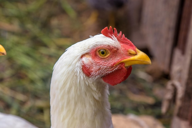 Vogelporträt eines jungen weißen Huhns