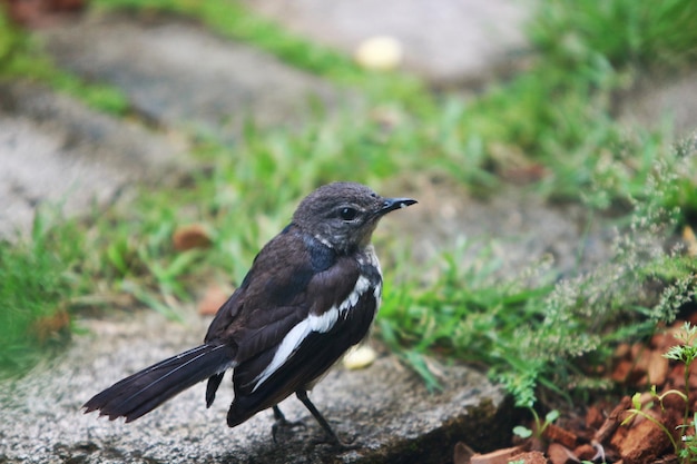 Vogelporträt im Parkgarten im Freien hautnah