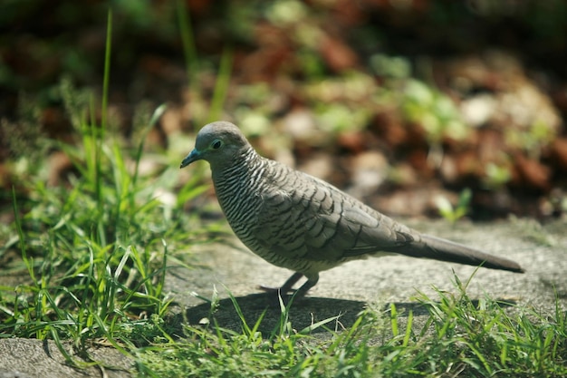 Vogelporträt im Parkgarten im Freien hautnah