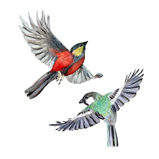 Vogelrot-Grün-Set. Eine Aquarellillustration. Hand gezeichnet lokalisiert auf Pfirsichhintergrund.