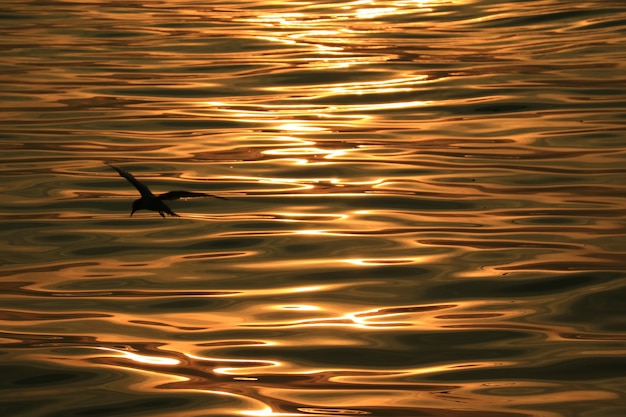 Vogelschattenbild gegen Meerwasseroberfläche mit leichten Kräuselungen in den Morgensonnenlichtreflexionen