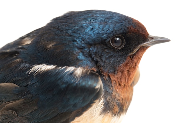 Vogelscheune schluckt schnell auf einem weißen Hintergrund