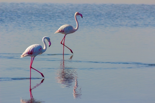 Vogelschwarm afrikanischer rosa Flamingo, der auf dem blauen Salzsee von Namibia geht