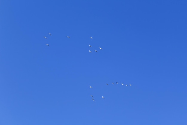Vogelschwarm am blauen Himmel in der Ferne