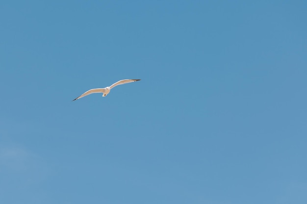 Vogelschwarm am Himmel