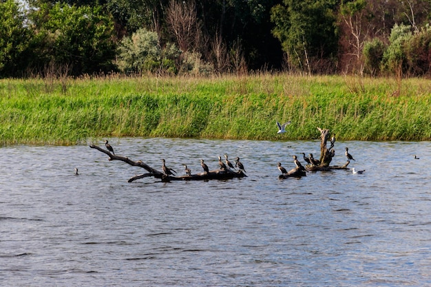 Vogelschwarm, der auf einem Baumstumpf in einem Fluss sitzt