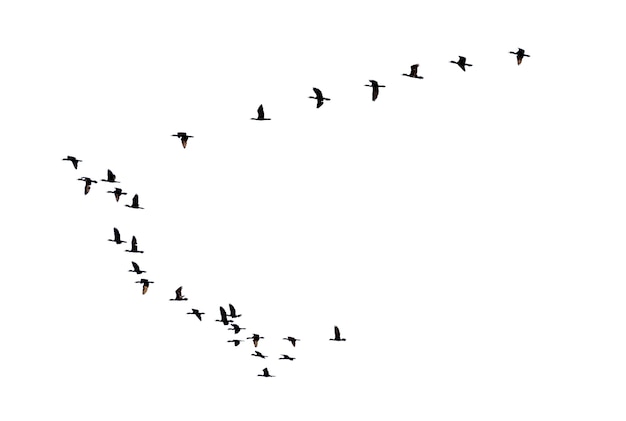 Vogelschwarm, der in einer Reihe fliegt, High View Silhouette Gruppe von Vogelfliegen in einer Linie schöne Natur der Tierwelt isoliert auf weißem Hintergrund