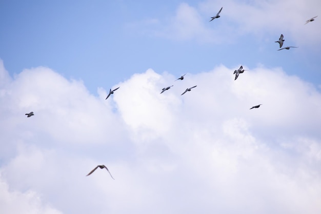 Vogelschwarm fliegt in den blauen Himmel