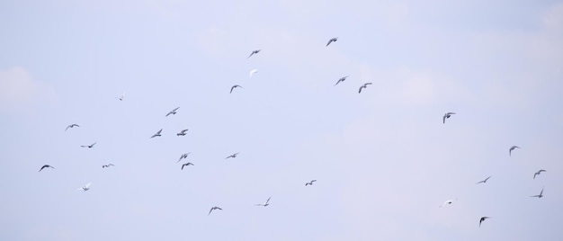 Vogelschwarm fliegt in den blauen Himmel