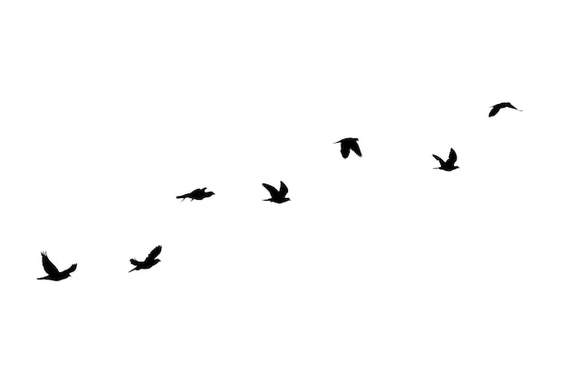 Vogelschwarm fliegt isoliert auf weißem Hintergrund