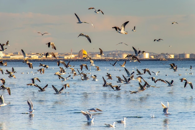 Vogelschwarm fliegt über das Meer