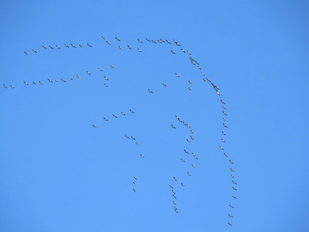 Vogelschwarm gegen den blauen Himmel