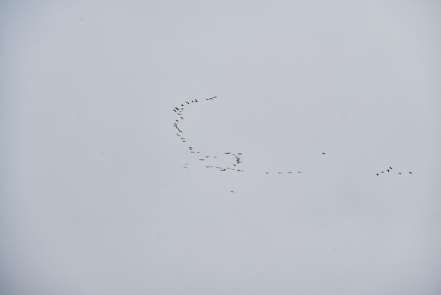 Vogelschwarm isoliert im Himmel