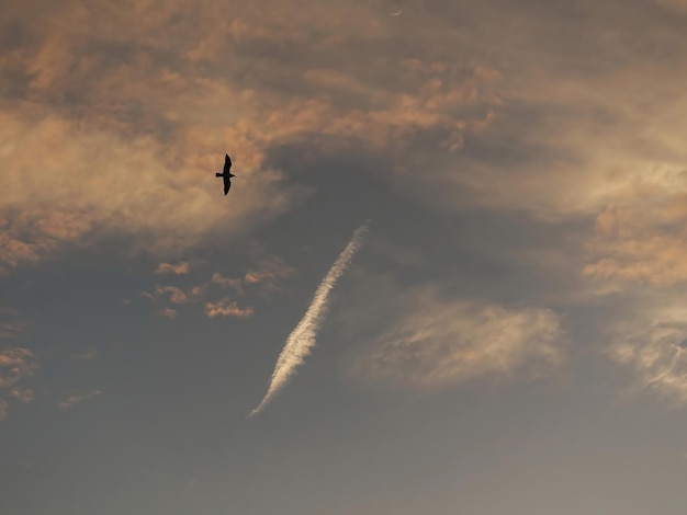 Vogelsilhouette am Himmel mit Wolken am Morgen