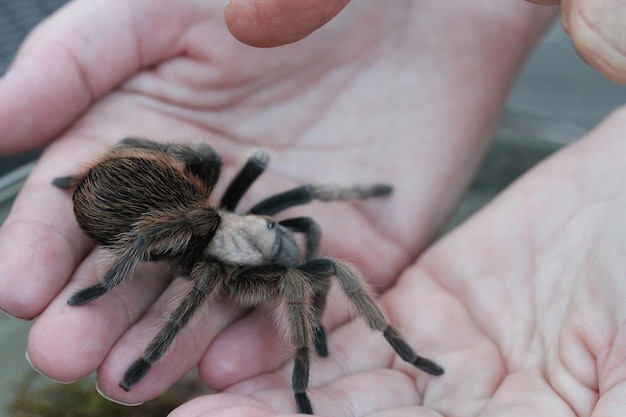 Vogelspinne in freier Wildbahn