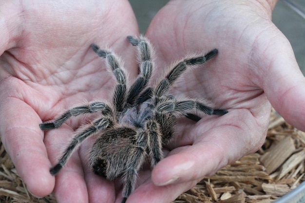 Vogelspinne in freier Wildbahn