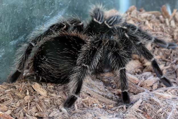 Vogelspinne, Spinne