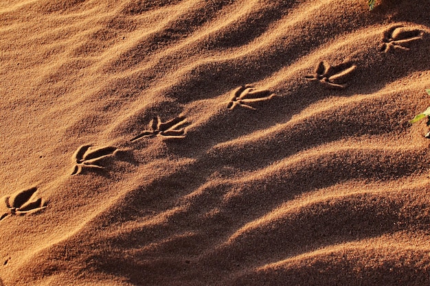 Foto vogelspuren auf einer sanddune bei sonnenuntergang