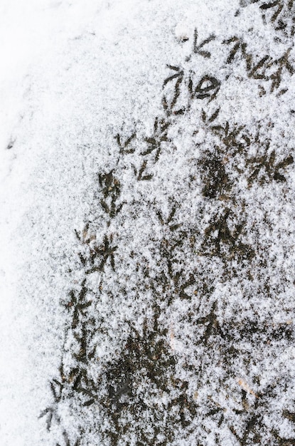 Vogelspuren im Schnee Die Spuren gehören der Taube Hungrige Vögel gehen auf der Suche nach Nahrung durch den Schnee
