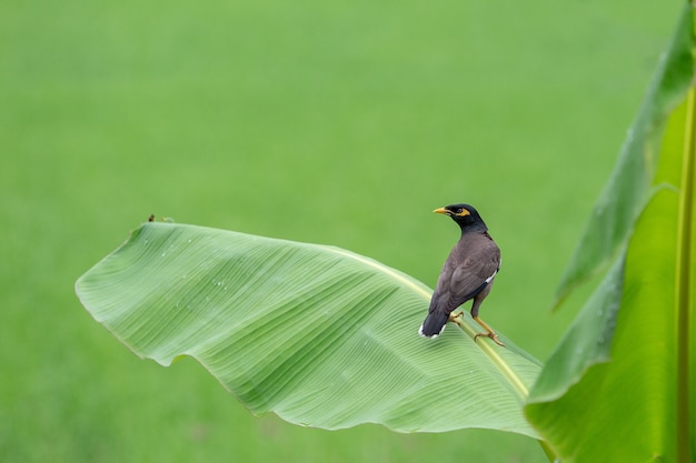 Vogelstand auf Bananenblatt