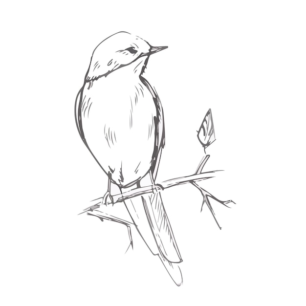 Vogelstiftgraue Skizze-Vektorillustration