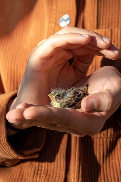 Vogelzucht in Menschenhand, die von einem Menschen beschützt wird, nachdem sie ihre Mutter in freier Wildbahn verloren hat