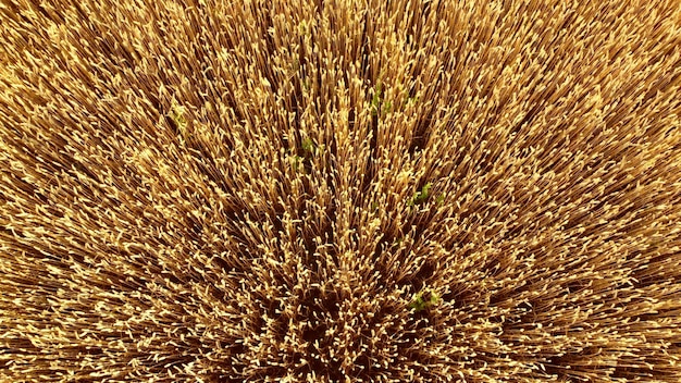 Volando sobre el campo de fondo natural de primer plano de trigo maduro amarillo