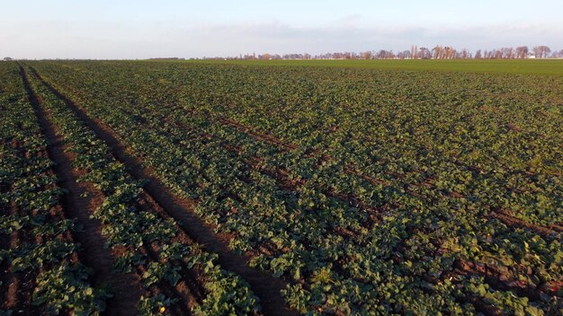 Volando sobre el campo de remolacha azucarera de hojas verdes plantadas antes del invierno al atardecer al amanecer drone aéreo v