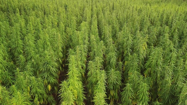 Volando sobre un gran campo de cannabis en un día de verano