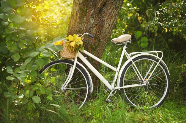 Volante de bicicleta en el bosque Bicicleta sobre un fondo de árboles verdes