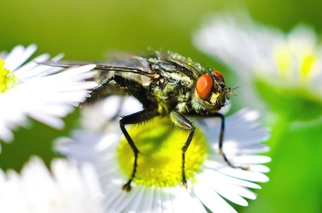 volar en una flor