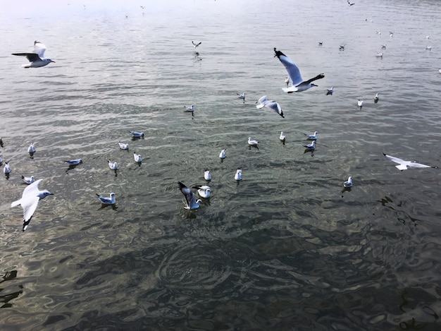 Volar, gaviotas, encima, mar