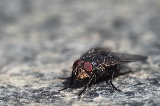 Volar en macro con grandes ojos rojos sobre una losa de granito Fotografía macro del ojo Panales en el ojo Cabeza, ojos y patas enfocados