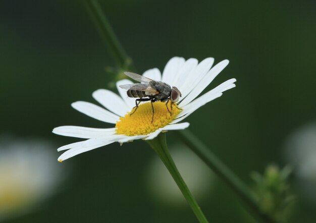 volar sentado en una flor blanca