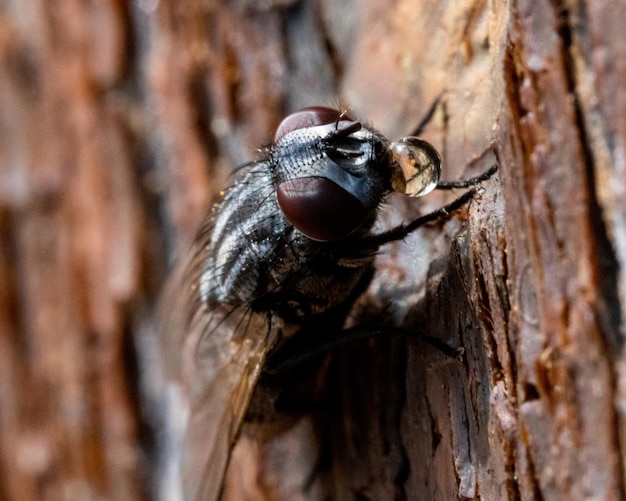 volar sobre el bosque