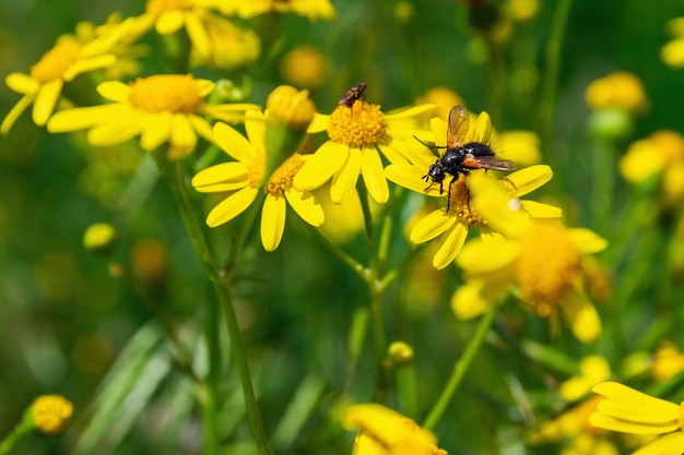 Volar sobre una flor amarilla