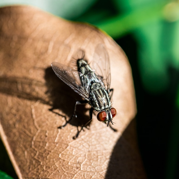 Foto volar sobre la hoja